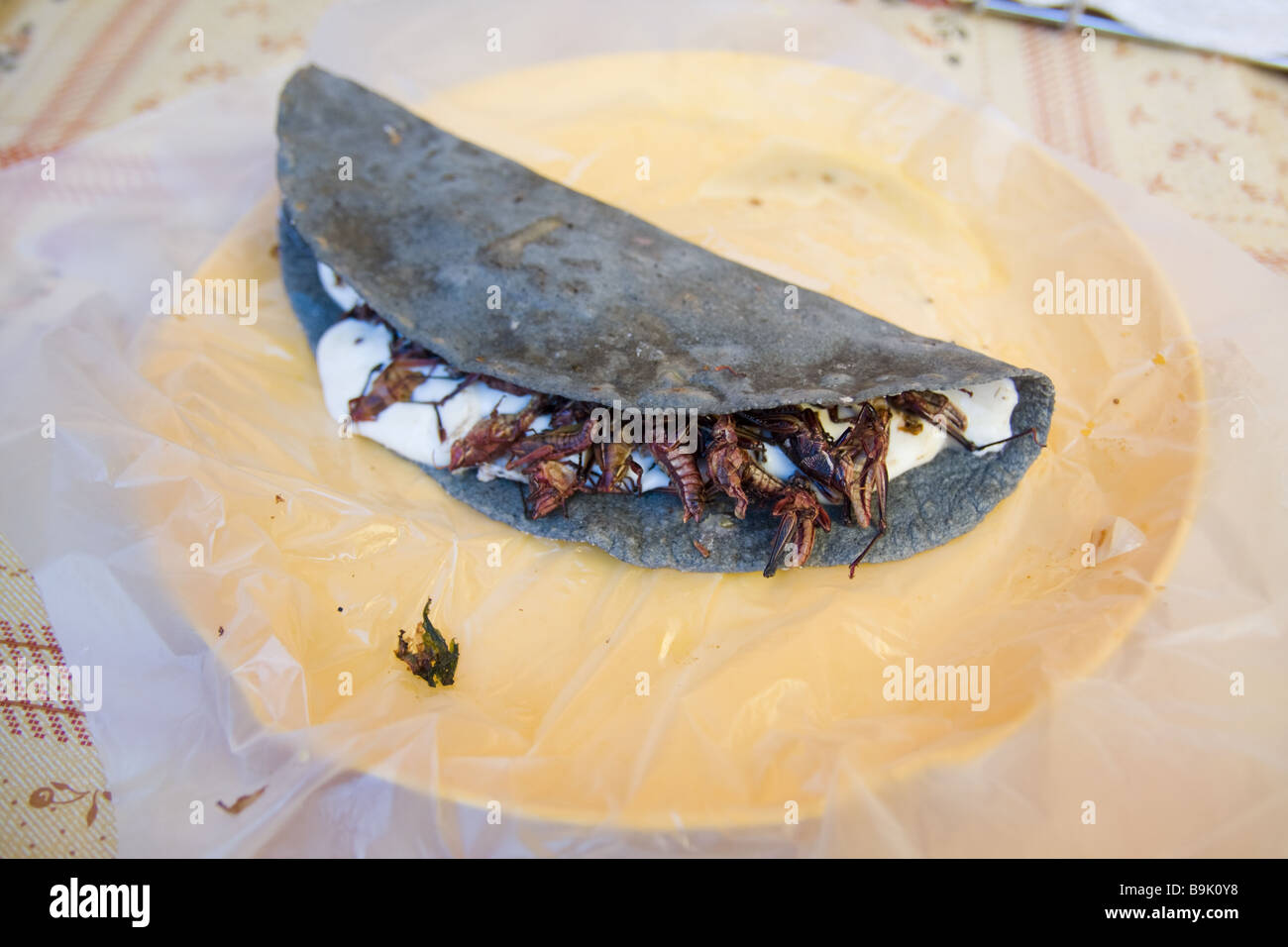 Un blue corn empanada riempito di cavallette fritte è servita su una piastra in un mercato alimentare in stallo Tepoztlan, MORELOS, Messico. Foto Stock