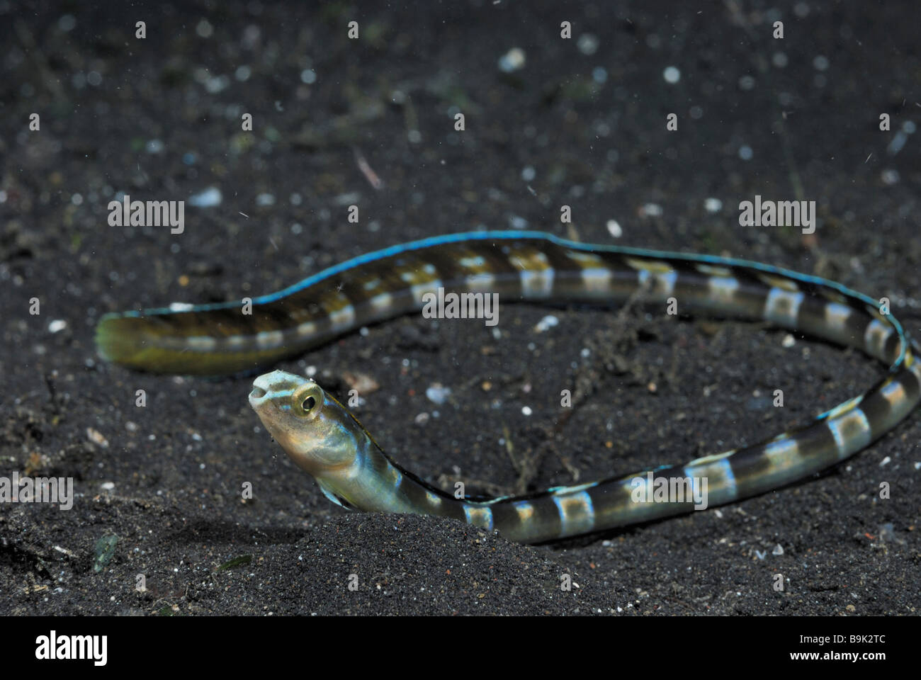 Snake bavose setifer xiphasia fuori del nido di notte Lembeh strait celebes mare nord Sulawesi indonesia Foto Stock