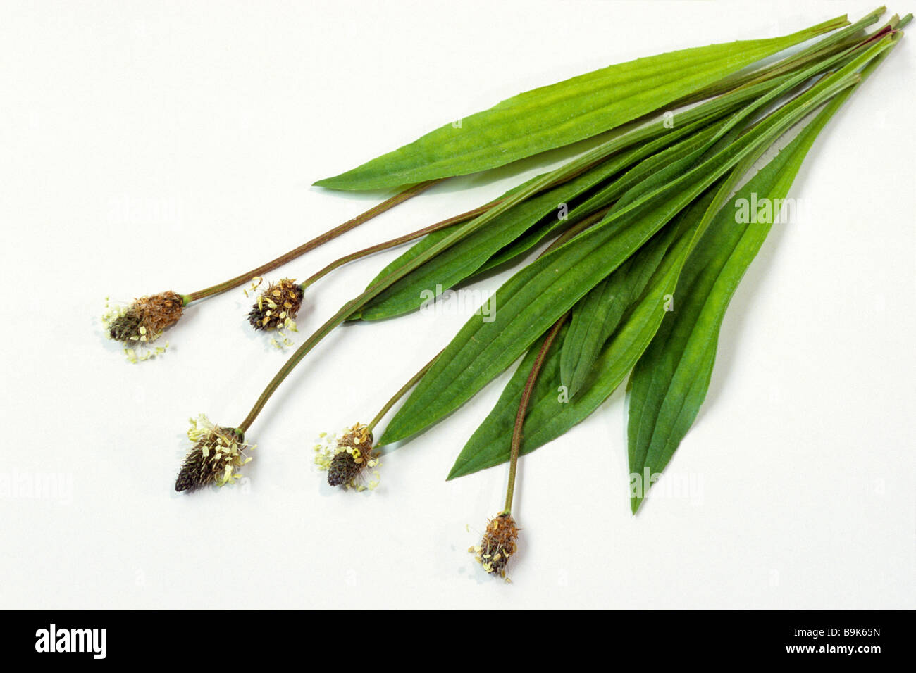 Inglese piantaggine, Ribwort (Planzago lanceolata), foglie e fiori, studio immagine Foto Stock