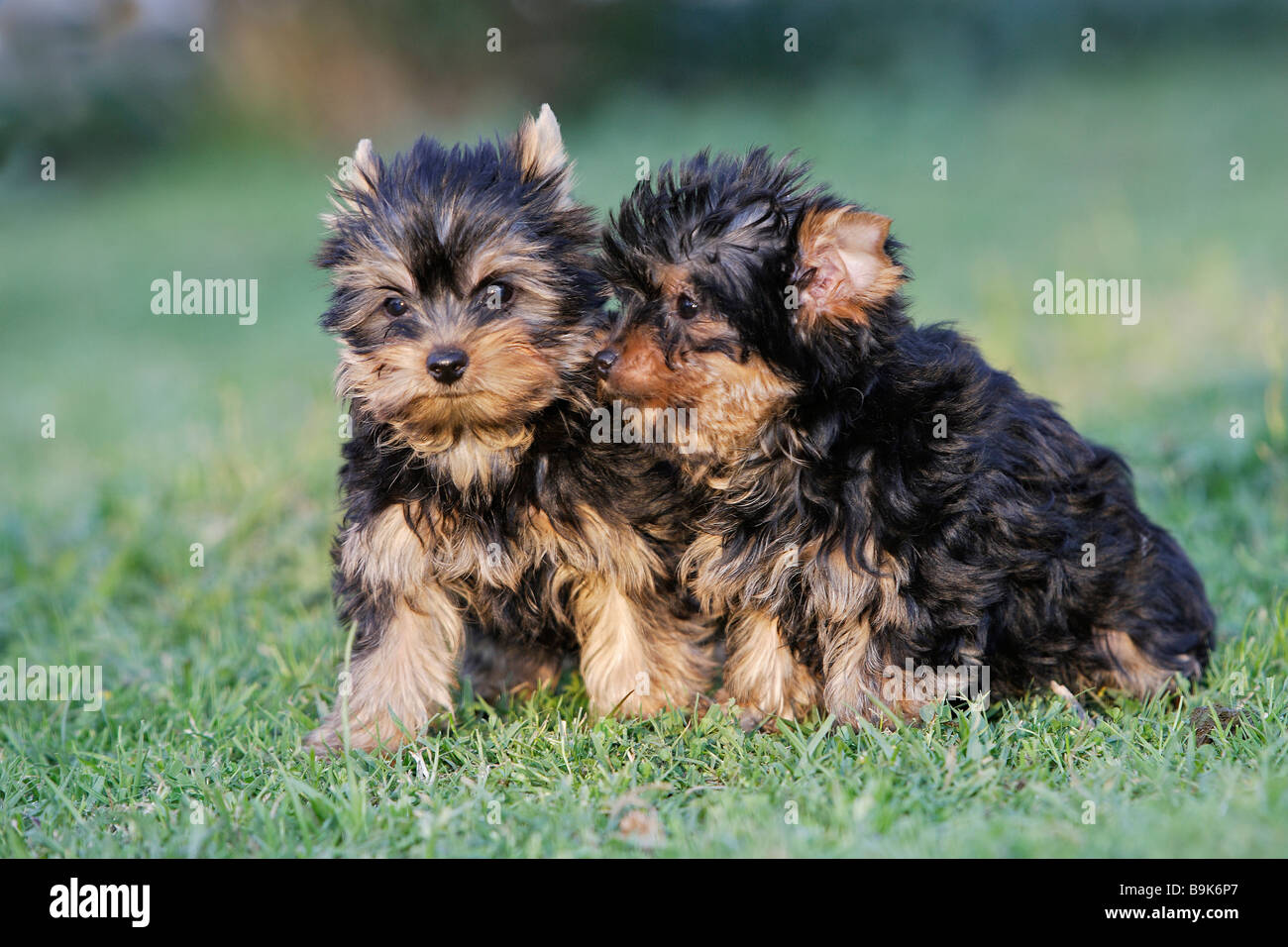 Yorkshire Terrier (Canis lupus familiaris), due cuccioli seduti su un prato Foto Stock