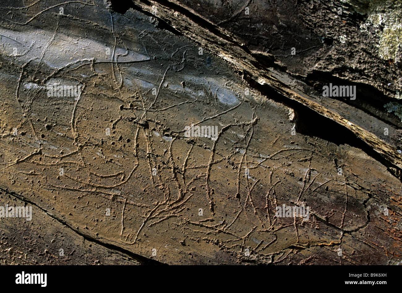 Il Portogallo, Valle del Douro, classificato come patrimonio mondiale dall' UNESCO, Vila Nova de Fos Côa, il parco archeologico del Côa Foto Stock