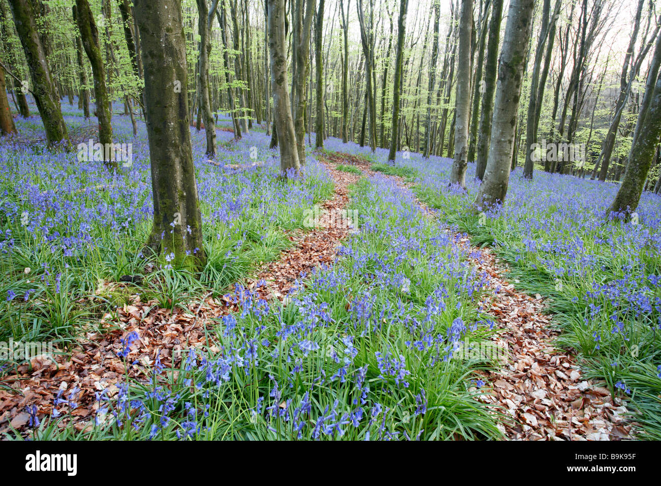 Hyacinthoides non-scripta Spring Bluebells, Dorset, Inghilterra, Regno Unito Foto Stock