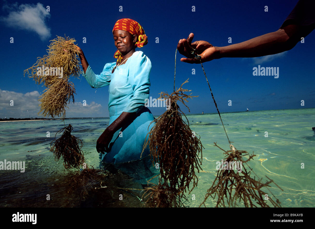 Tanzania, Arcipelago di Zanzibar, isola di Unguja (Zanzibar), a sud-est della costa, Jambiani, Simni Abdula Idi raccolta di alghe marine Foto Stock Tanzania, Arcipelago di Zanzibar, isola di Unguja (Zanzibar), a sud-est della costa, Jambiani, Simni Abdula Idi raccolta di alghe marine Foto Stock