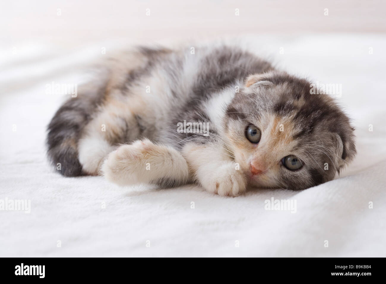 Scottish Fold sdraiati su una coperta Foto Stock