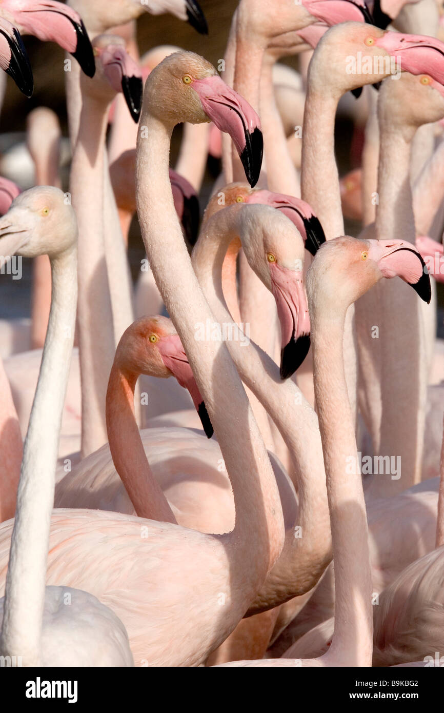 American fenicottero rosa fenicottero maggiore, Caribbean Flamingo (Phoenicopterus ruber ruber), gruppo denso Foto Stock