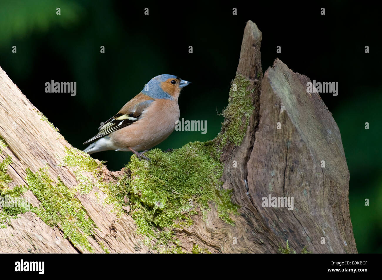 (Fringuello Fringilla coelebs) Foto Stock