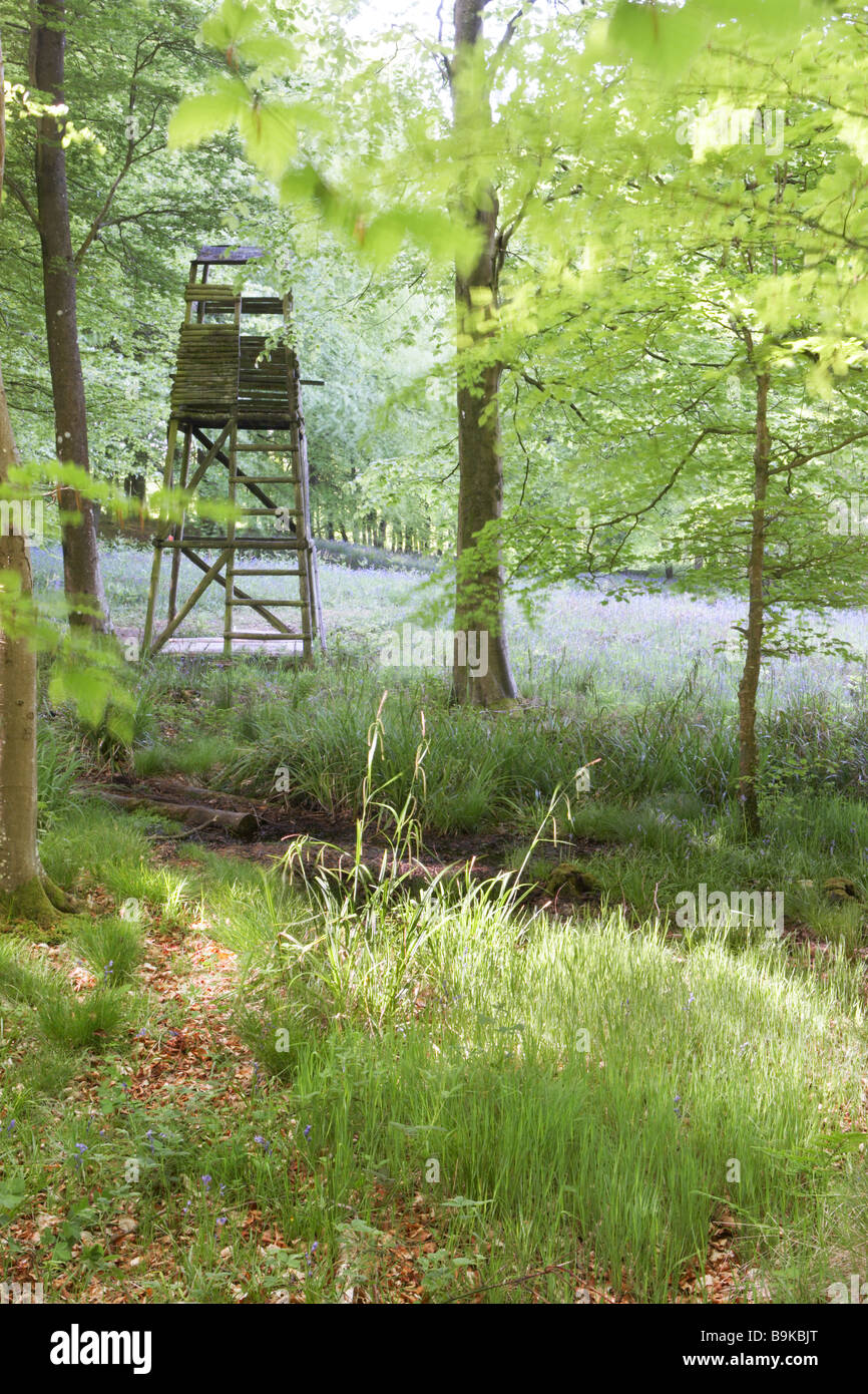 Bluebell woodland in primavera, Dorset, England, Regno Unito Foto Stock