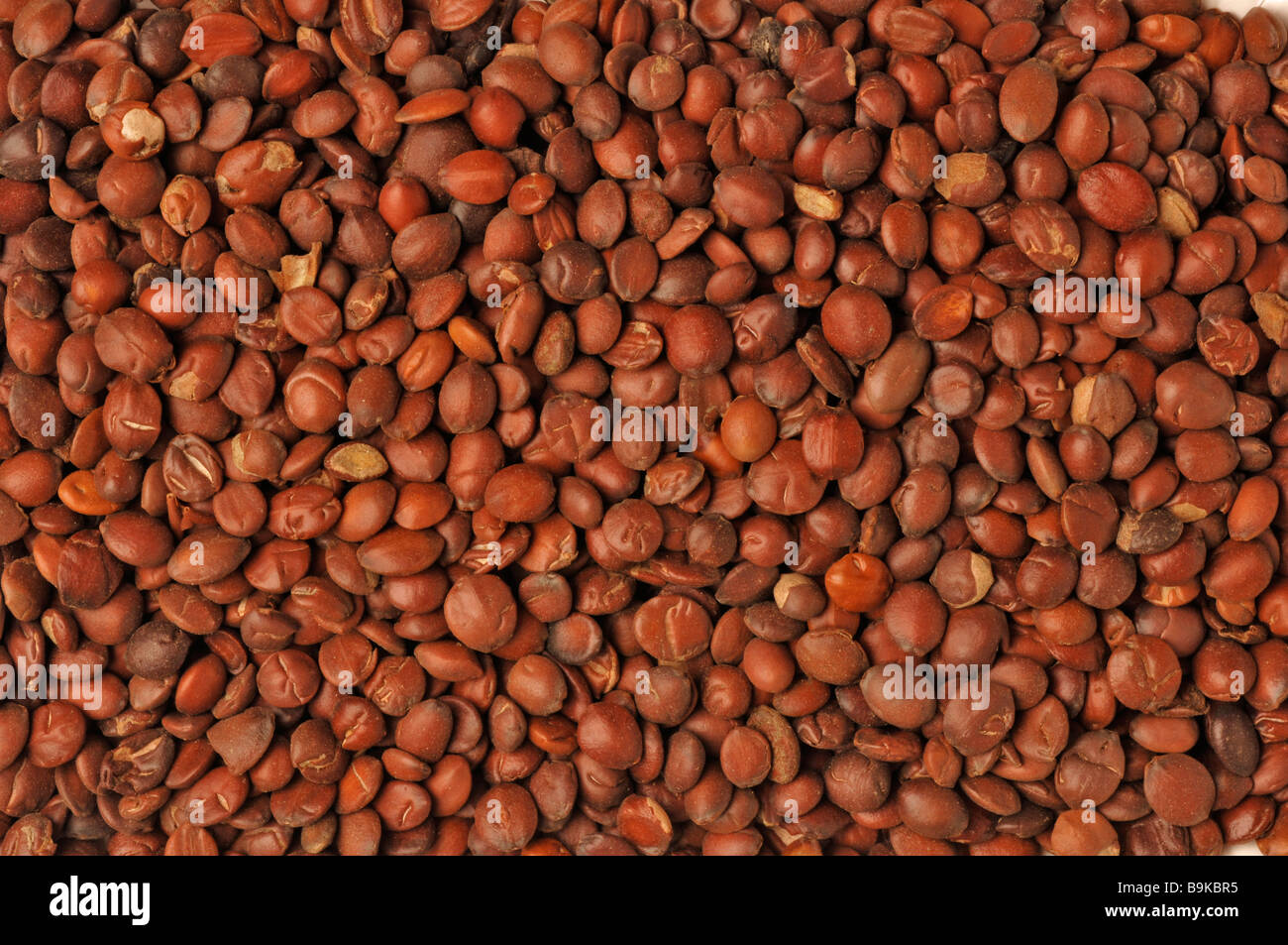 Seme della pianta medicinale Stacheljujube spinoso data cinese Ziziphus jujuba var spinosa Foto Stock