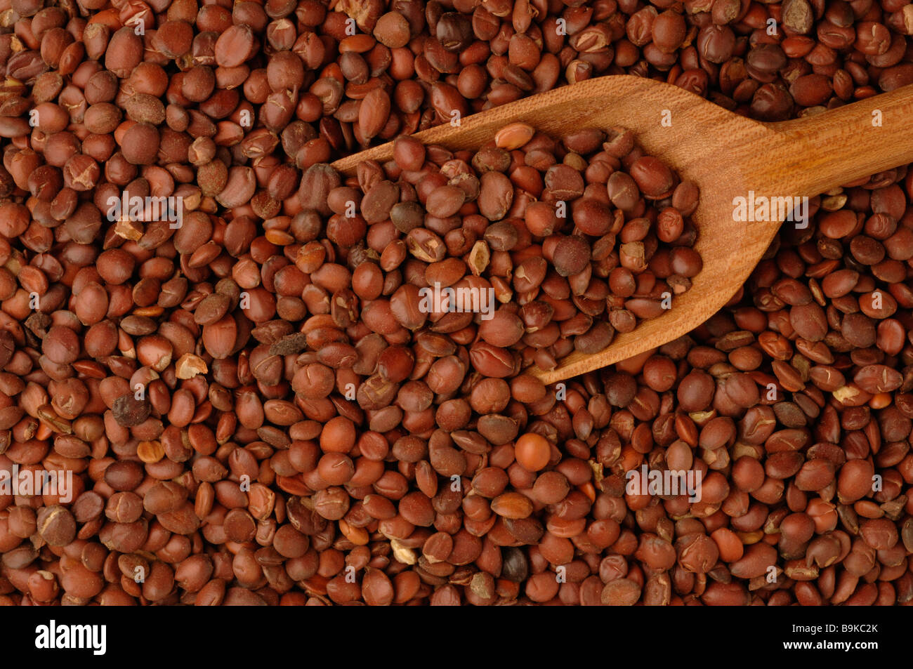 Seme della pianta medicinale Stacheljujube spinoso data cinese Ziziphus jujuba var spinosa Foto Stock