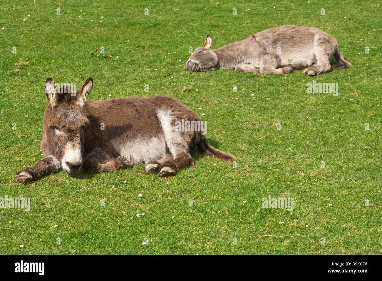 Due asini dormire in un campo. Foto Stock