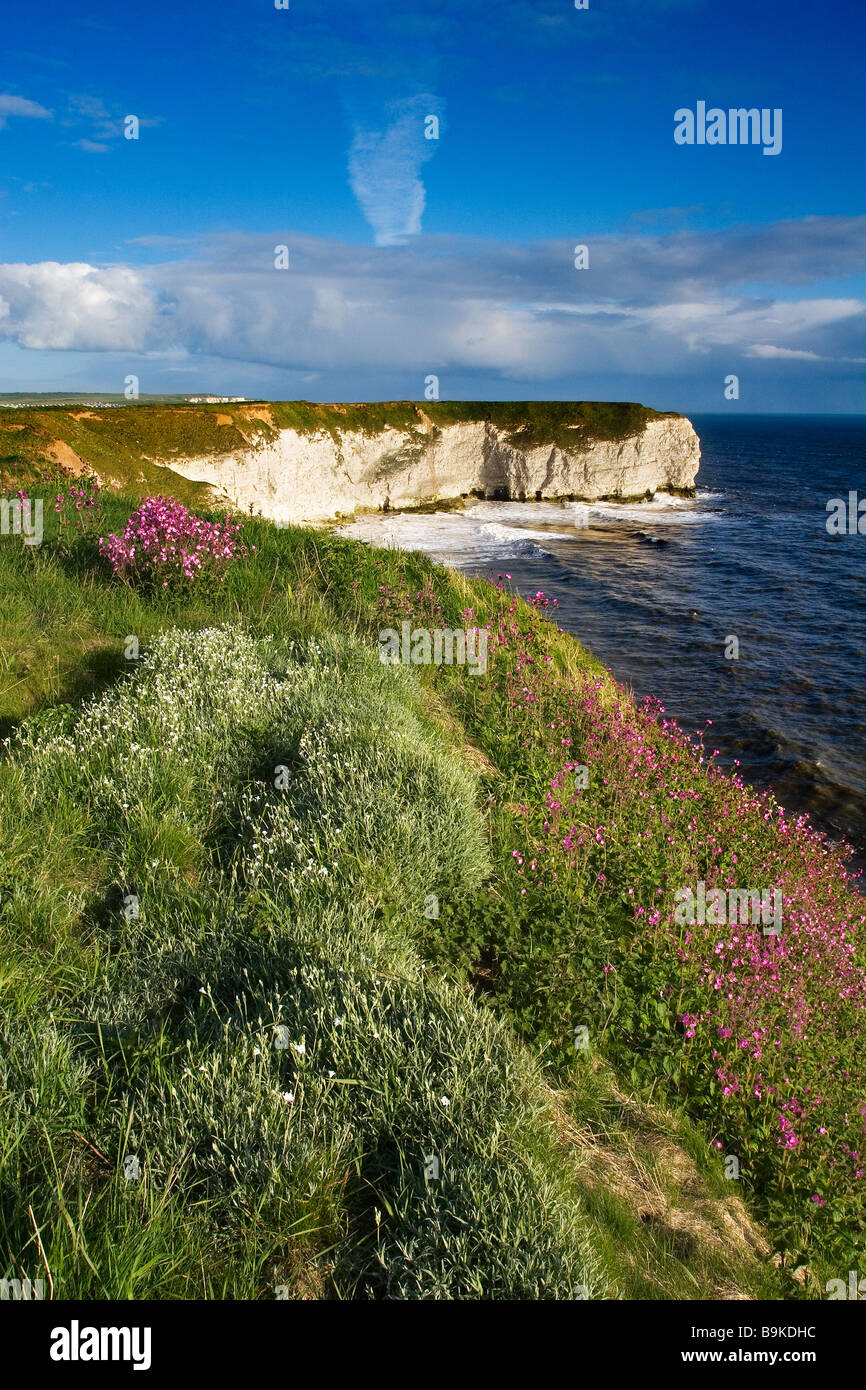 Fiori di campo su le cime della scogliera del promontorio Flamborough Heritage Coast East Riding of Yorkshire Inghilterra Gran Bretagna Foto Stock