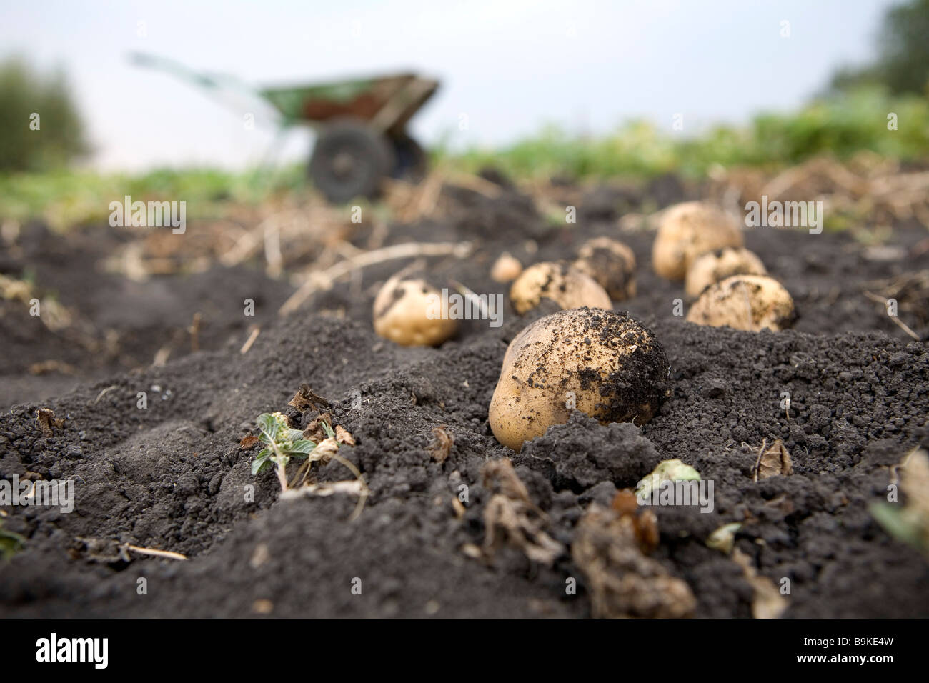 Ancora in vita di scavato patate Foto Stock