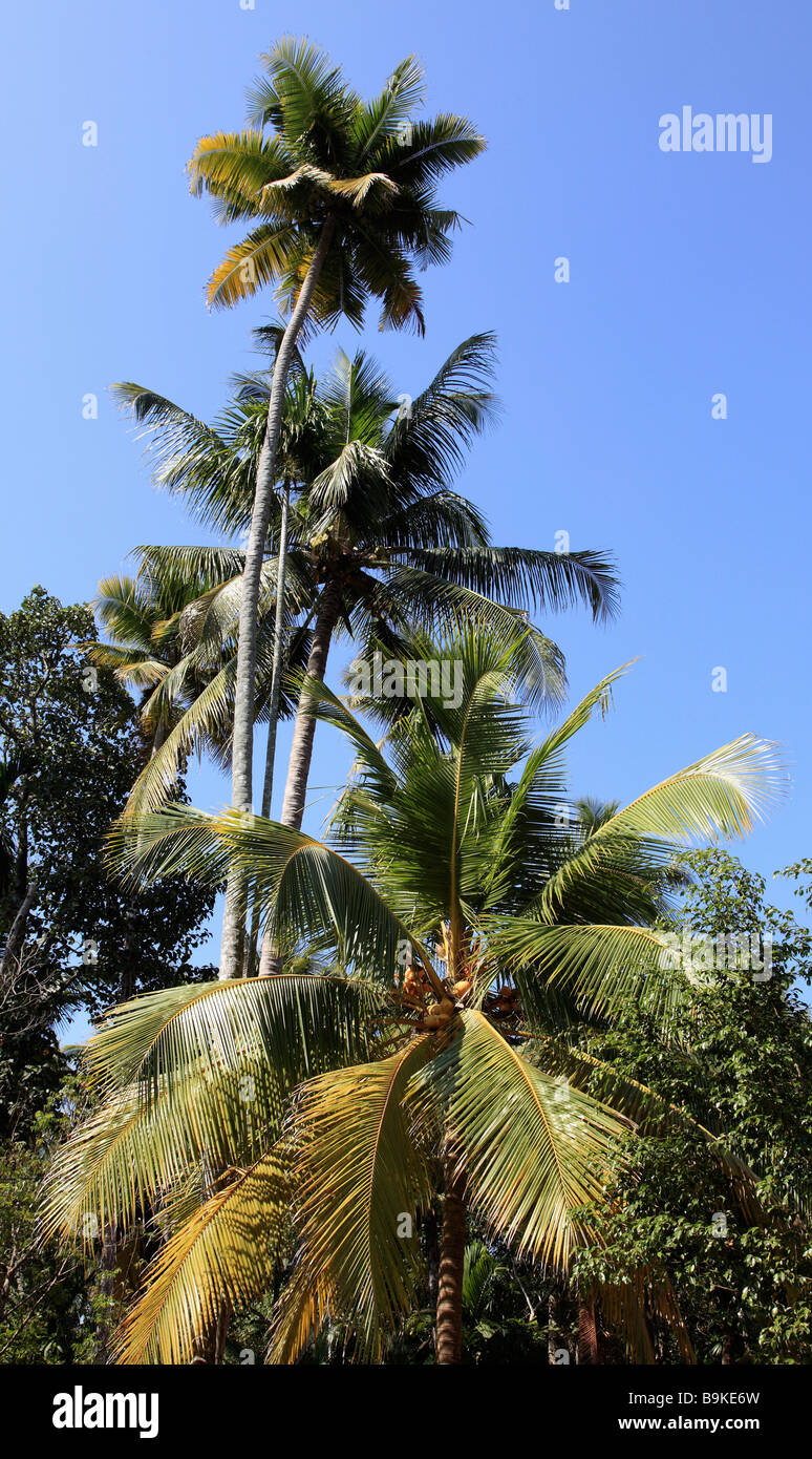India Kerala Alappuzha Alleppey palme da cocco Foto Stock