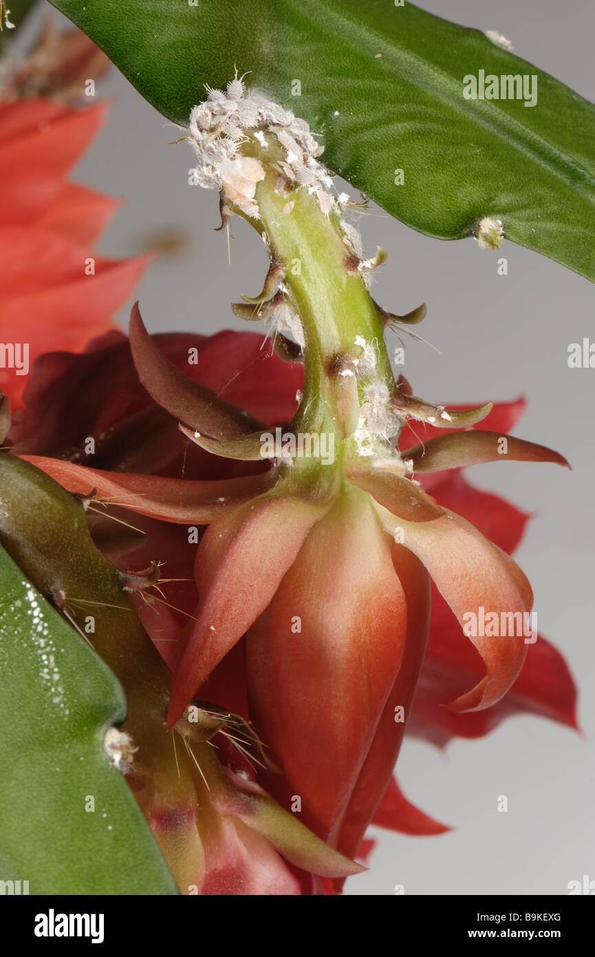 Glasshouse mealybug Pseudococcus affinis infestazione su un peduncolo di fiori di cactus orchidea Foto Stock