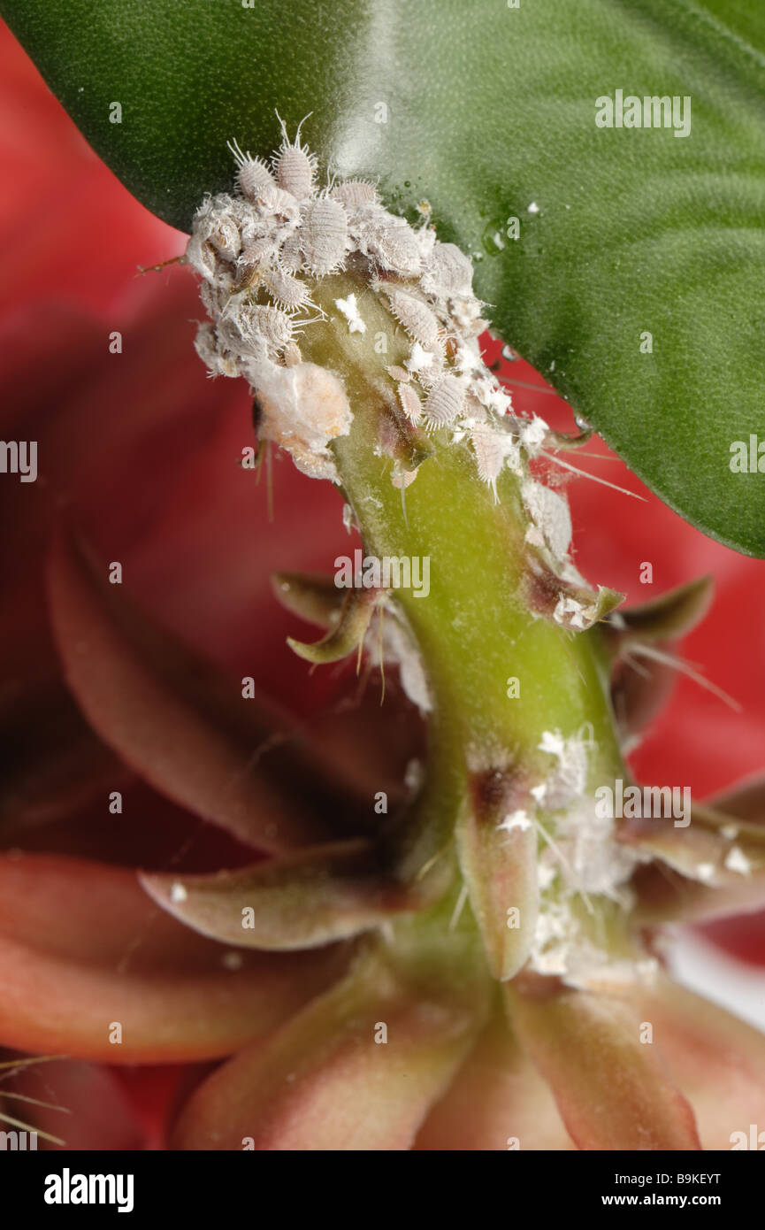 Glasshouse mealybug (Pseudococcus viburni) infestazione su un peduncolo di fiori di cactus orchidea Foto Stock