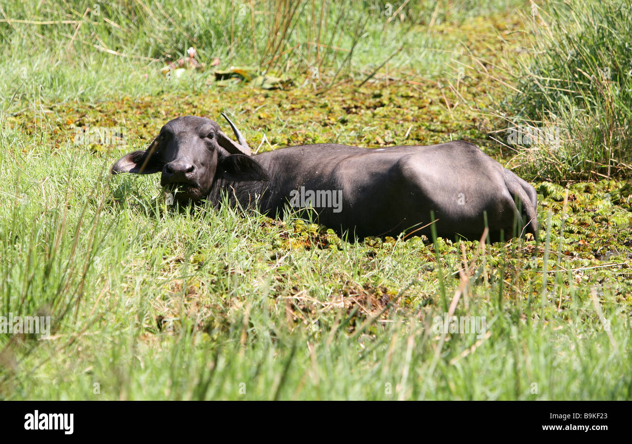 Wild le mucche pascolano nelle zone umide vicino al villaggio di Mobor in Goa, India Foto Stock