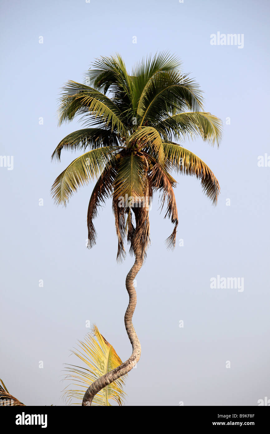 India Kerala Backwaters twisted palme di cocco Foto Stock India Kerala Backwaters twisted palme di cocco Foto Stock