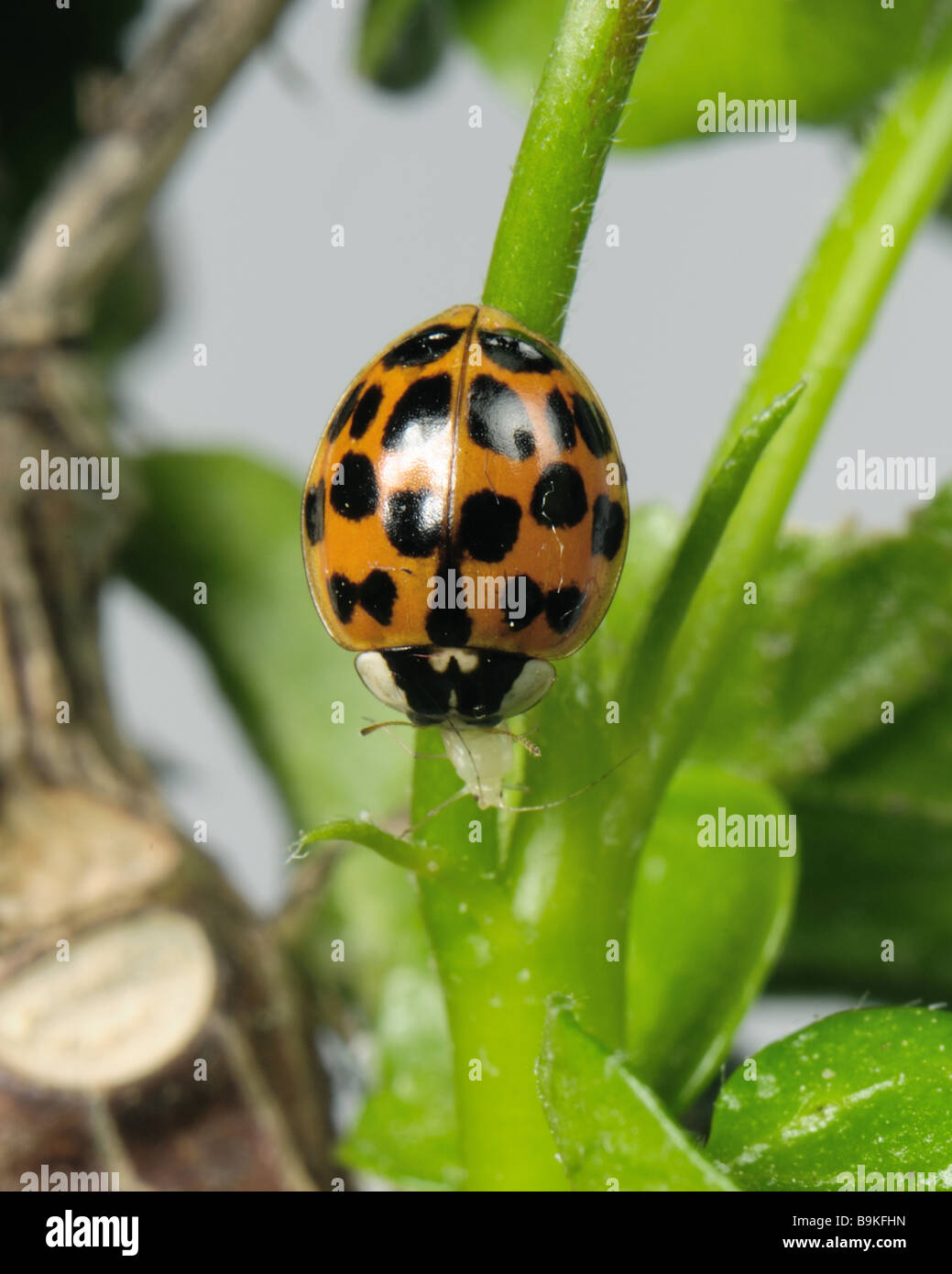Harlequin ladybird Harmonia axyridis variazione sfondo rosso con macchie nere alimentazione su un afide Foto Stock