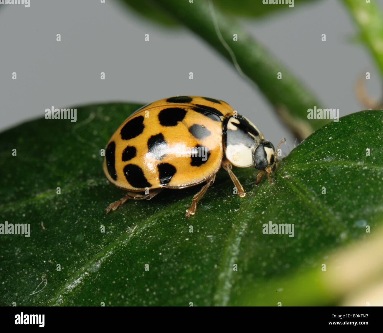 Harlequin ladybird Harmonia axyridis variazione sfondo rosso con numerose piccole macchie nere Foto Stock