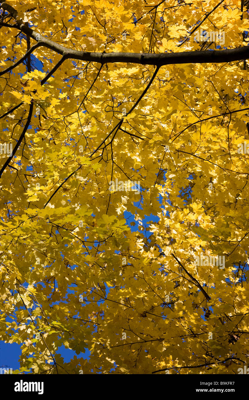 Acer platanoides, Norvegia acero - Colore di autunno REGNO UNITO Foto Stock