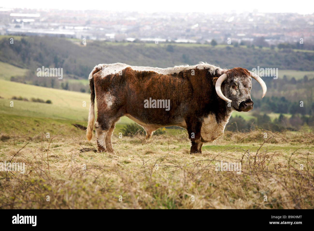 Longhorned Bull di pascolare su Cissbury Ring, South Downs West Sussex Regno Unito Foto Stock