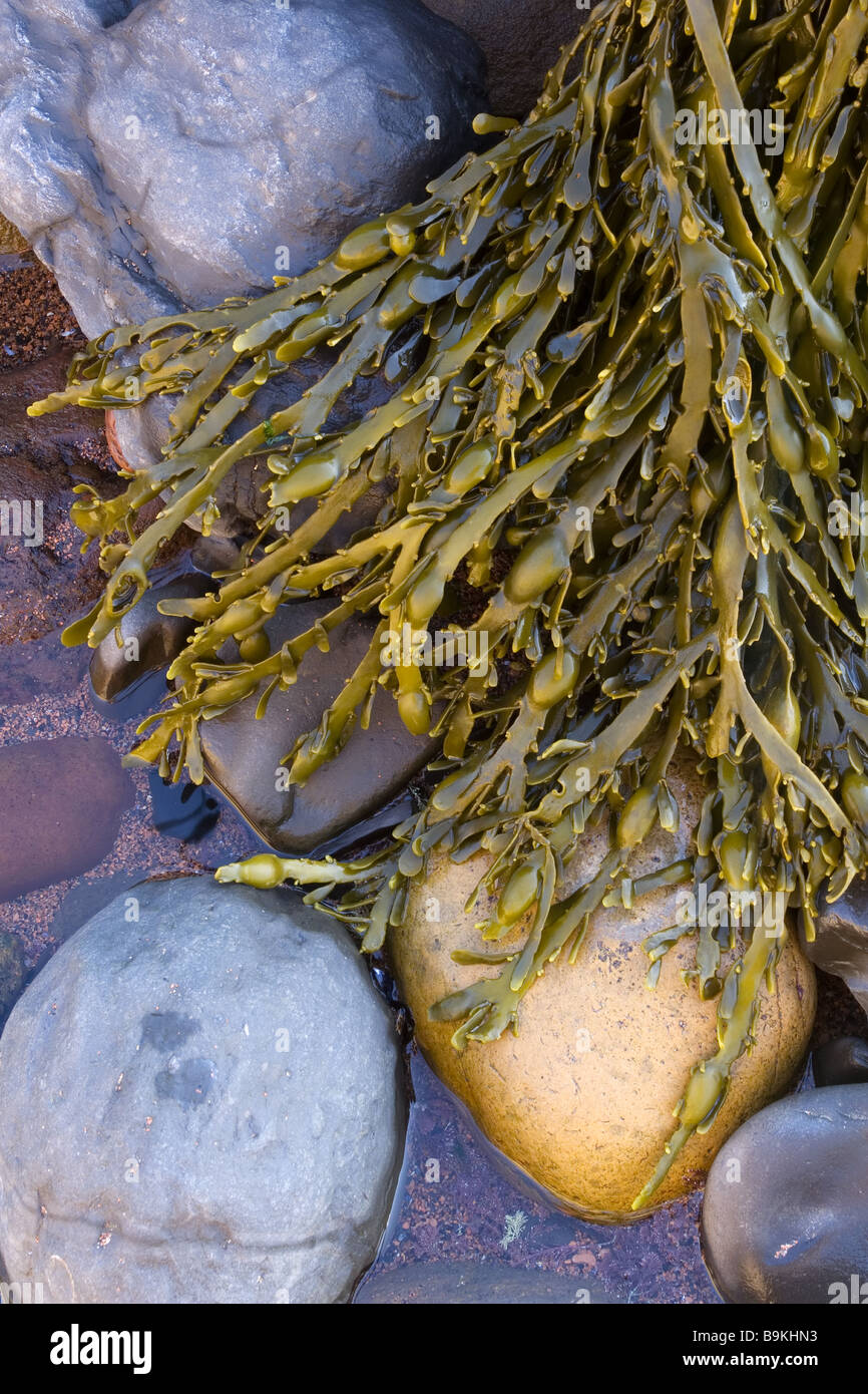 Le alghe coperto rocce sulla spiaggia a Saltwick Bay appena a sud di Whitby nel Nord Yorkshire coast Fotografato nel mese di agosto Foto Stock