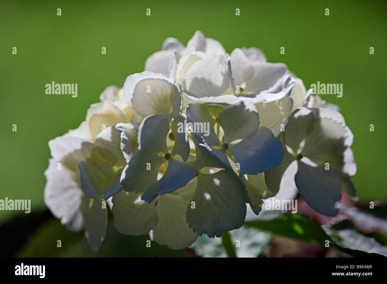 Hydrangea macrophylla 'Nymphe' Foto Stock