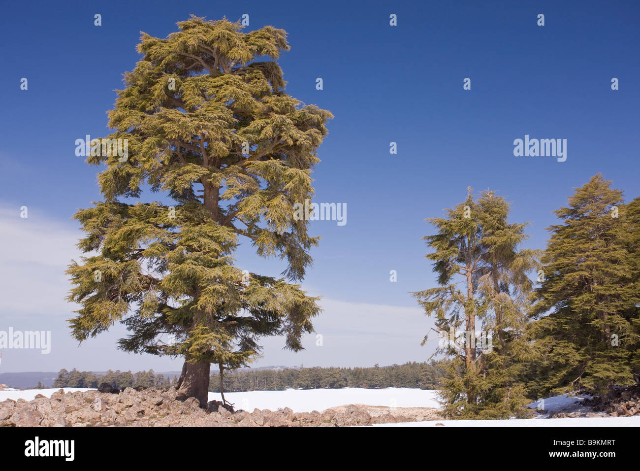 Atlas foresta di cedro Cedrus atlantica in Medio Atlante Marocco Foto Stock