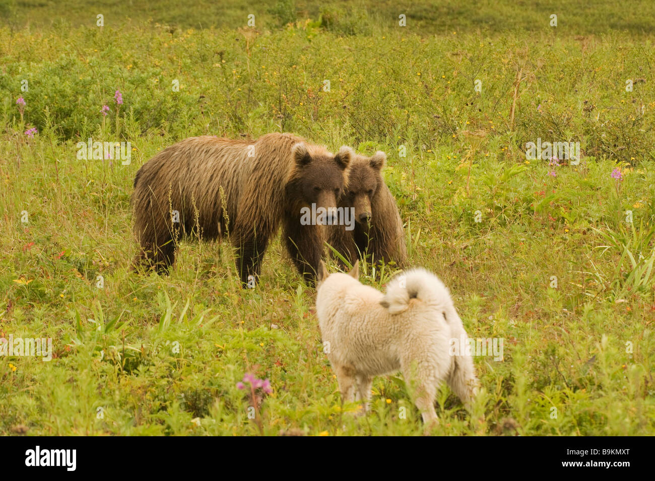 L'orso bruno (Ursus arctos jeniseensis) Foto Stock