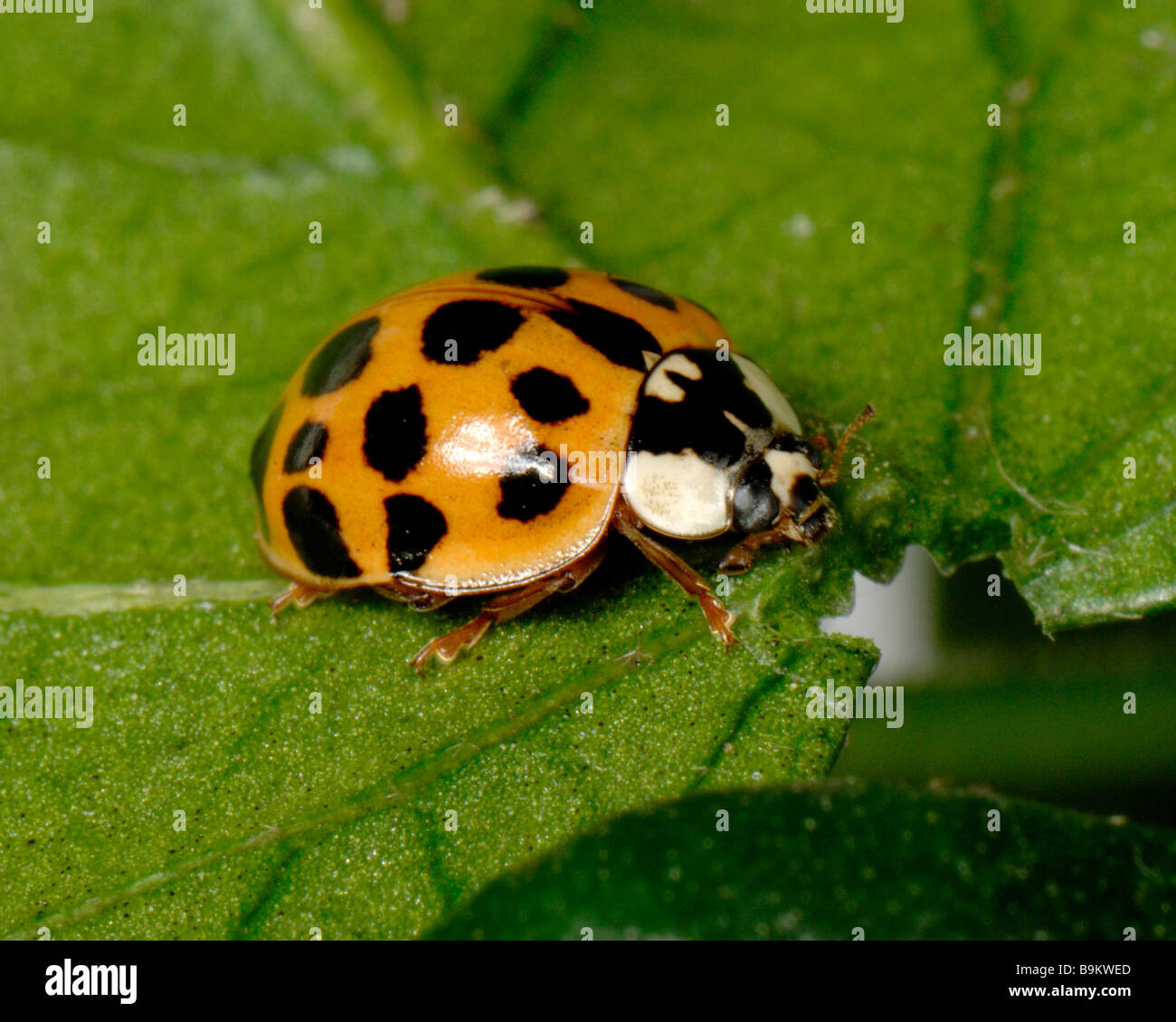 Harlequin ladybird Harmonia axyridis variazione sfondo rosso con numerose piccole macchie nere Foto Stock