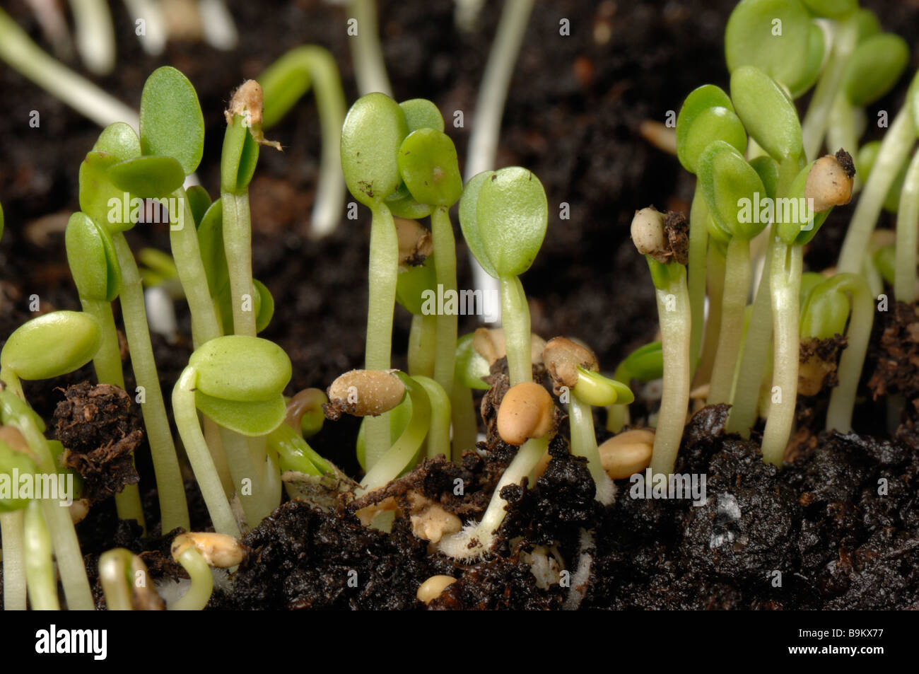 Trifoglio rosso Trifolium pratense piantina piante cotiledoni solo Foto Stock