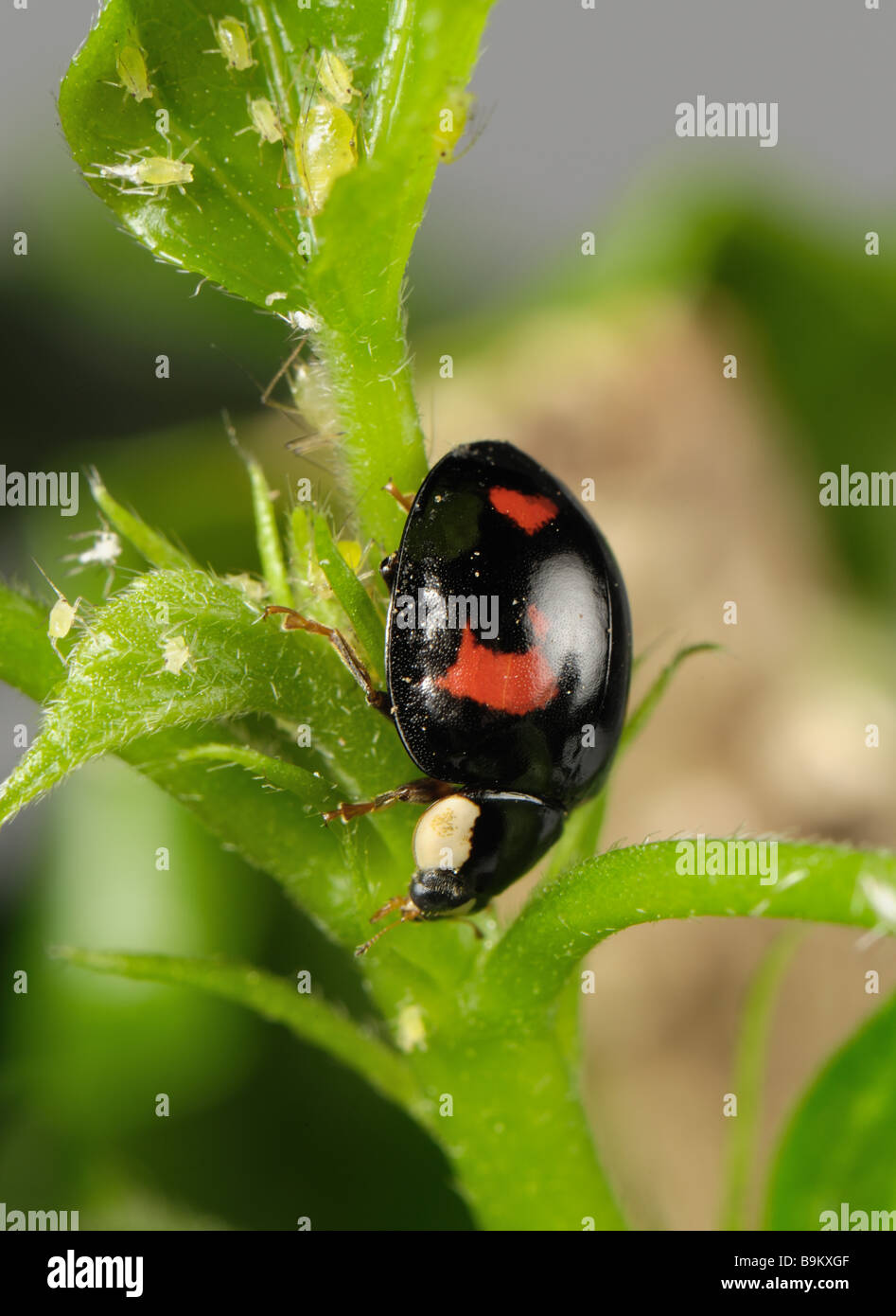 Harlequin ladybird Harmonia axyridis colore nero variazione con quattro macchie rosse con afidi Foto Stock
