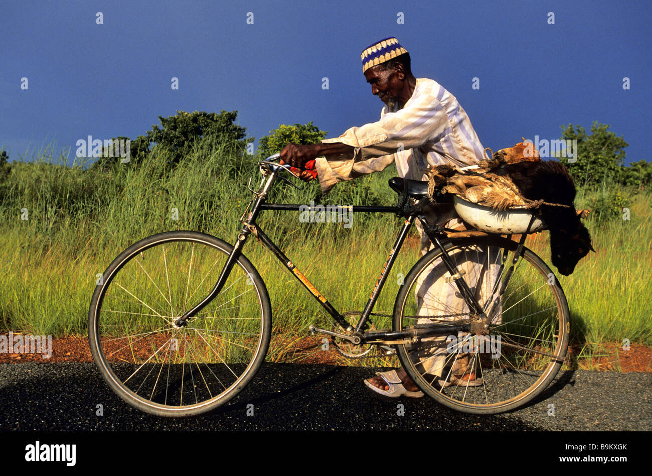 Il Benin, Donga County, Djougou, strada nazionale n° 3, Karimu Sikesawoue in sella ad un mercato di vendita caprette Foto Stock