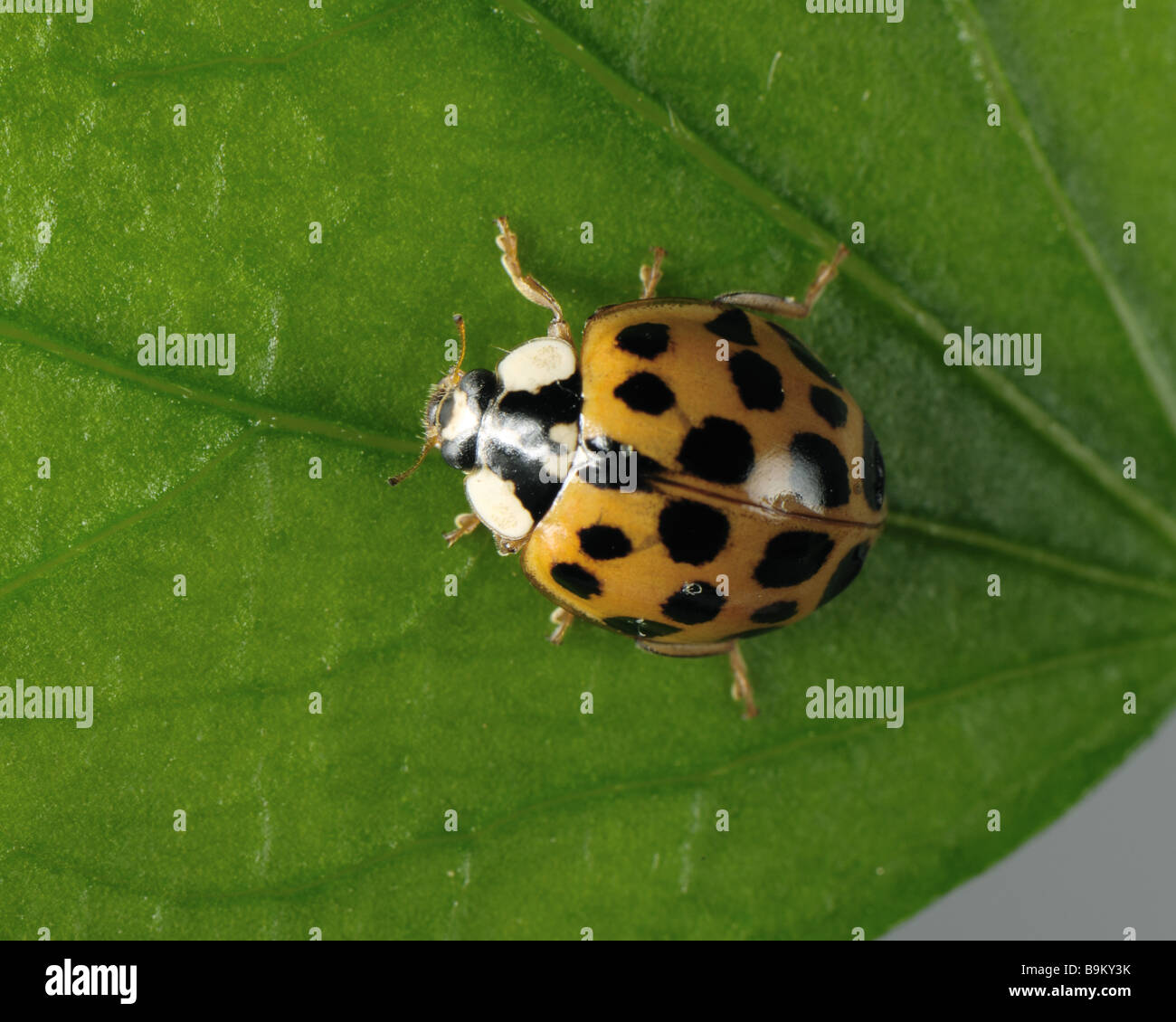 Harlequin ladybird Harmonia axyridis variazione sfondo rosso con numerose piccole macchie nere Foto Stock