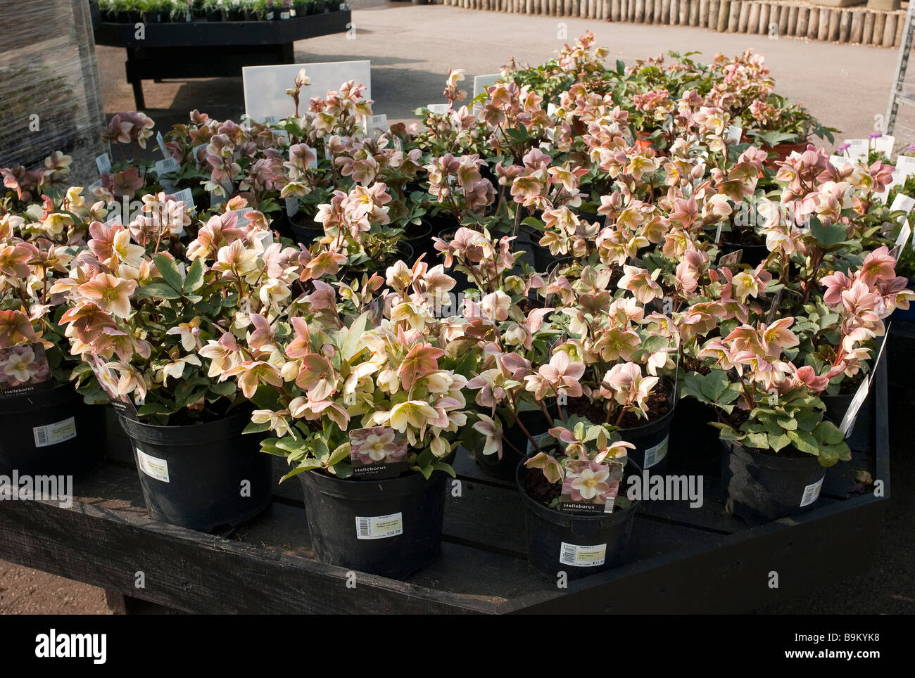 Massa del campione avorio Helleborus Principe impianti per la vendita in un garden center in Marzo Foto Stock