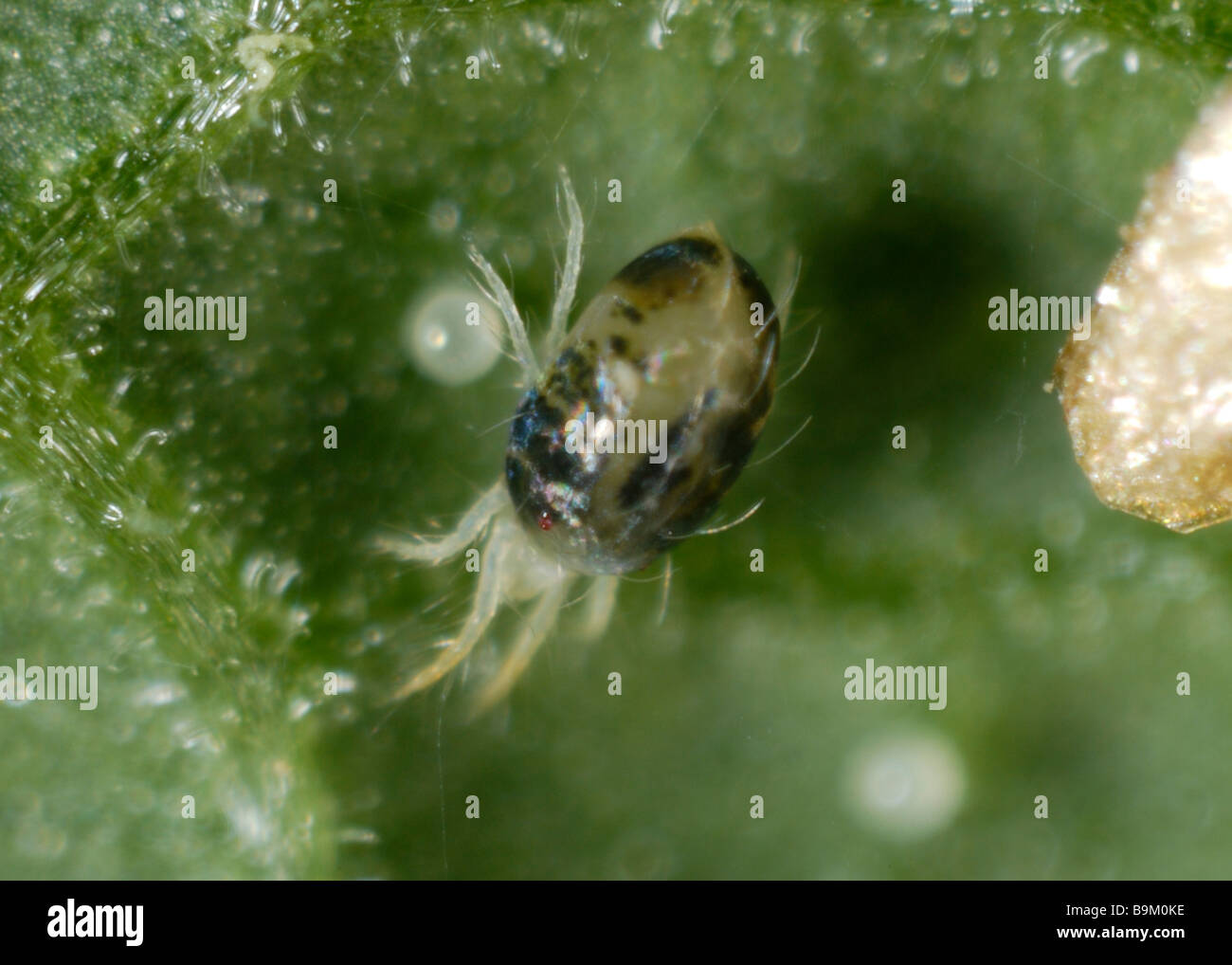 Acaro giallo Tetranychus urticae femmina adulta uova su un impianto di superficie in foglia Foto Stock