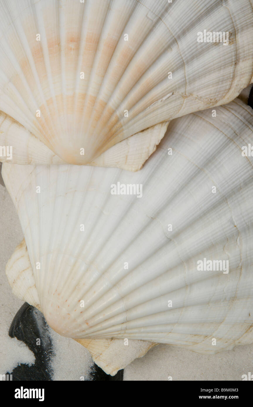 Seashell su pietre e sabbia bianca Foto Stock