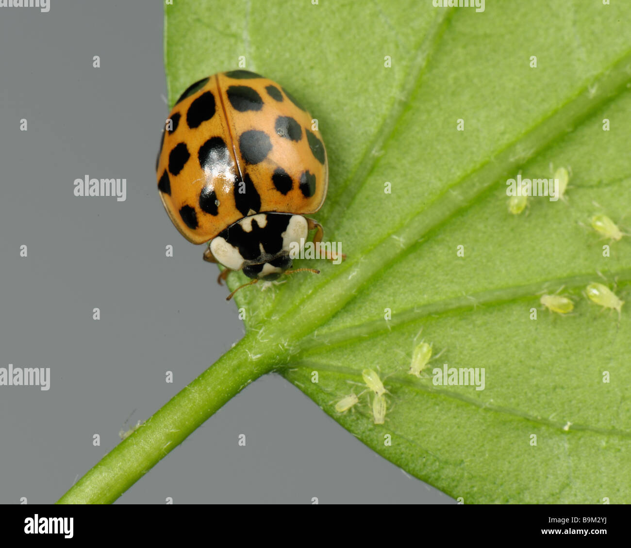 Harlequin ladybird Harmonia axyridis variazione sfondo rosso con macchie nere alimentazione su un afide Foto Stock