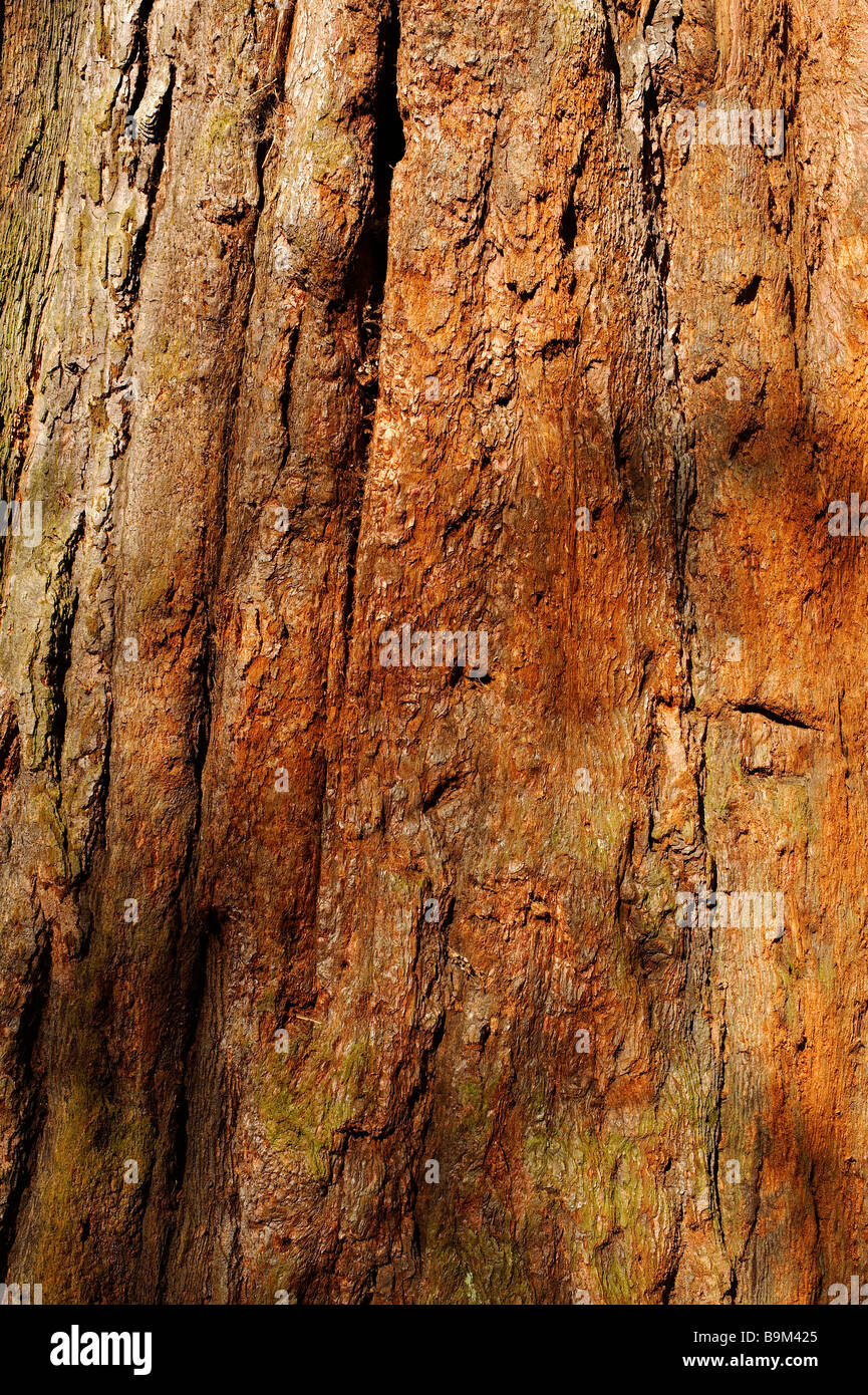 Corteccia di Sequoia Foto Stock