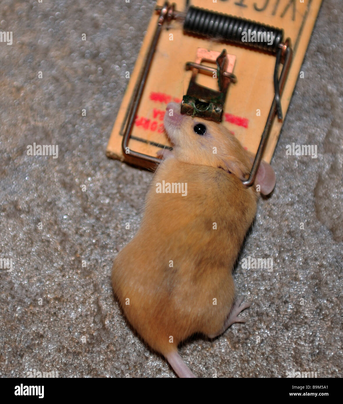 Una casa comune mouse, Mus maniculatus, in un mousetrap. Stati Uniti d'America Foto Stock