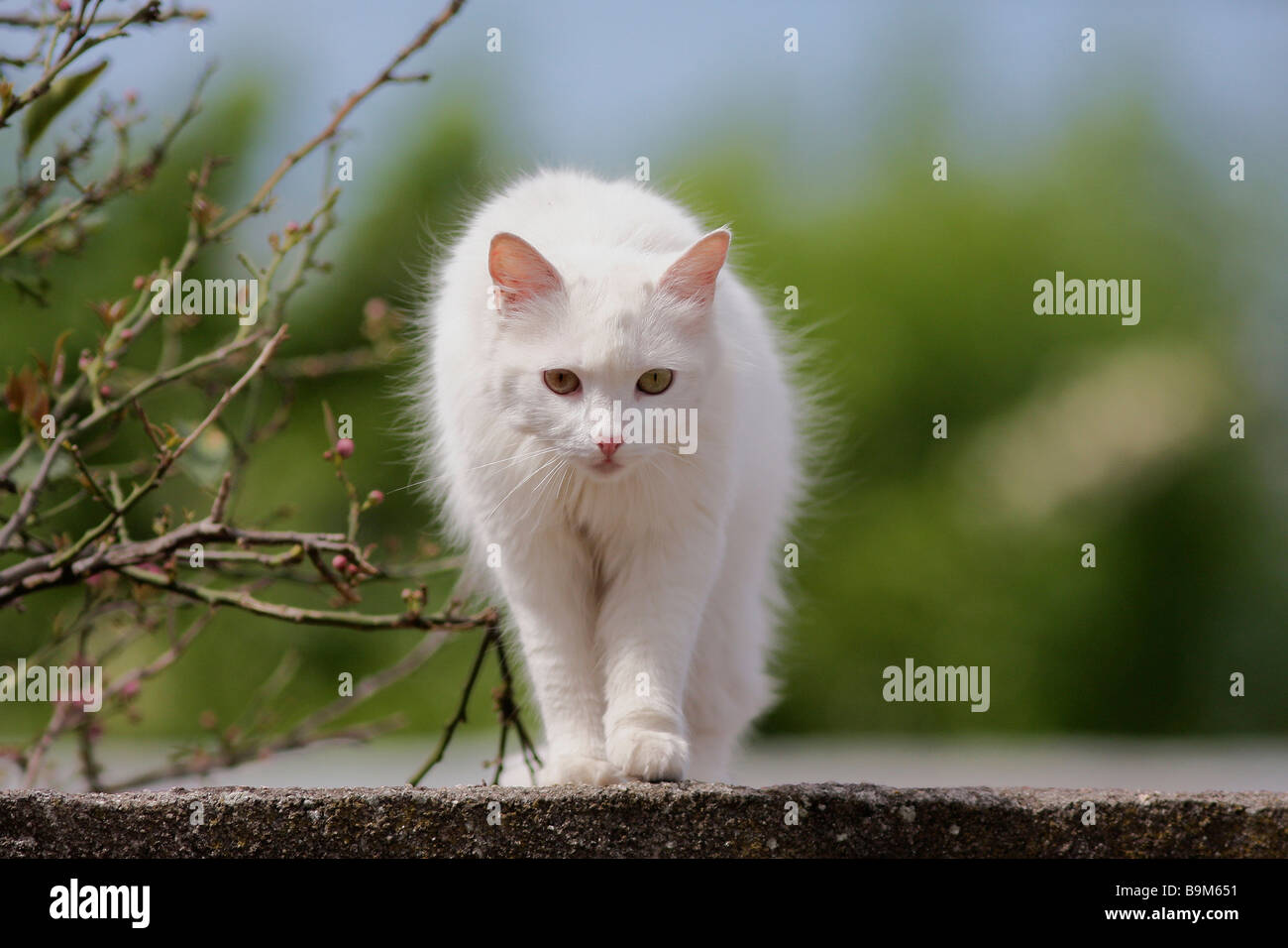 Gatto Bianco sulla parete Foto Stock
