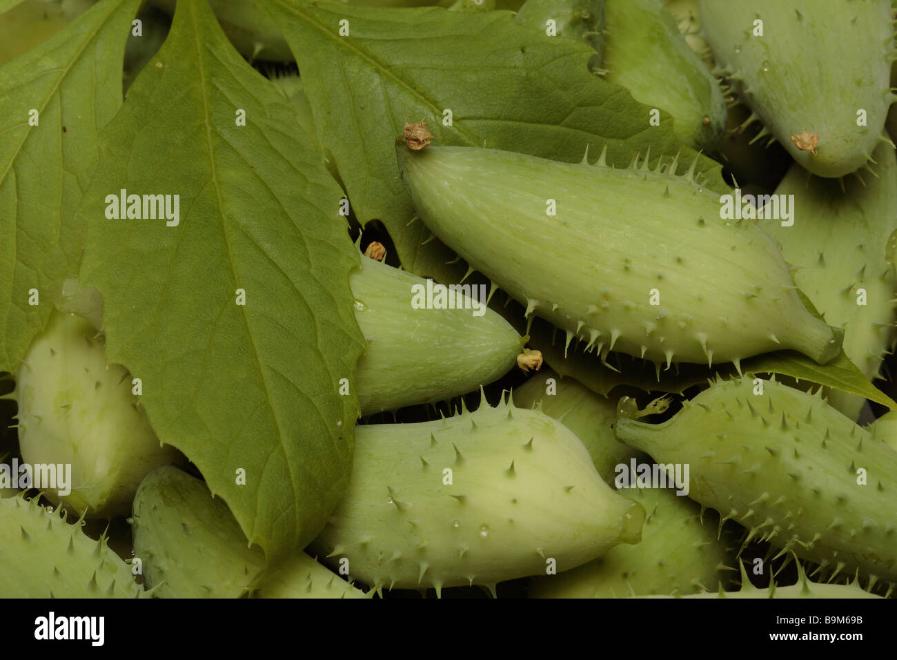 Cibo Caigua noto anche come Achocha pantofola zucca zucca Sparrow Cyclanthera pedata è un ortaggio cresciuto per i piccoli frutti e Foto Stock