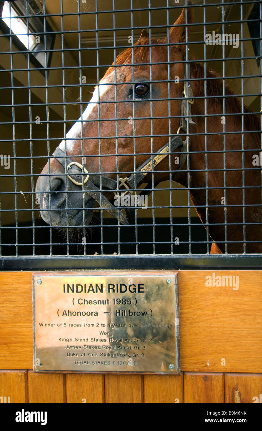 L'Irlanda, nella contea di Kildare, Tully, Irish National Stud, una campionessa del cavallo nella sua stalla Foto Stock
