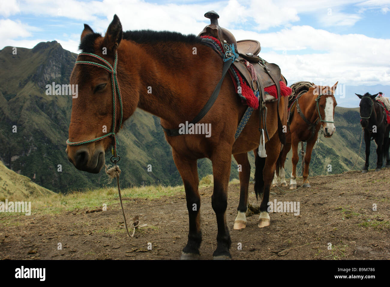 Trekking a cavallo nelle Ande, Ecuador Foto Stock