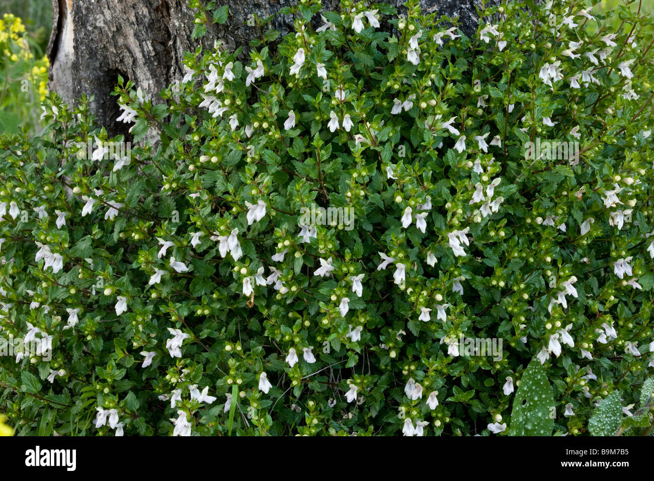 Lo spagnolo Hedge Ortica Prasium majus intorno all albero di olivo greca di Cipro Sud Foto Stock