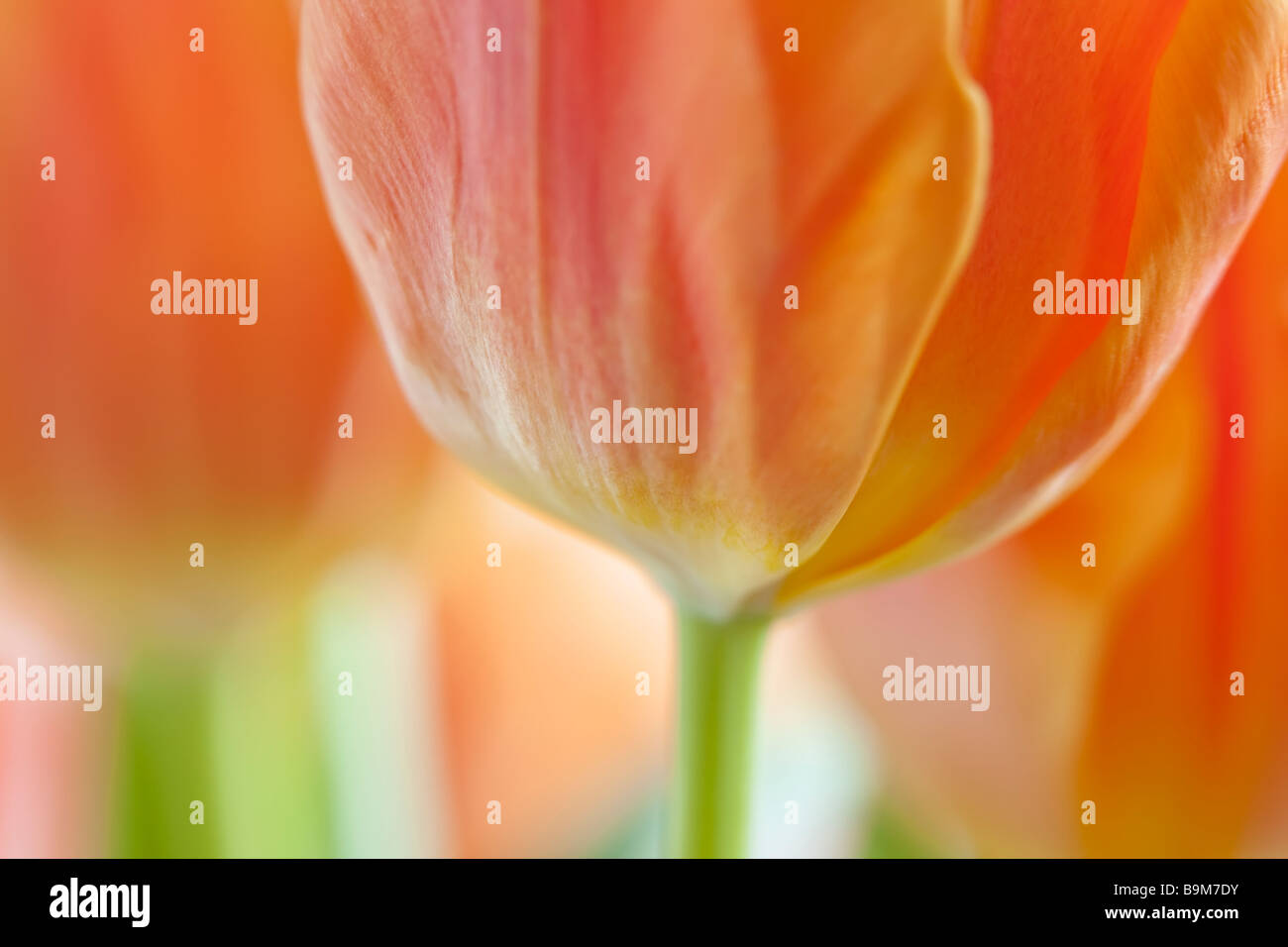 Arancio e giallo tulip close-up contro uno sfondo bianco Foto Stock