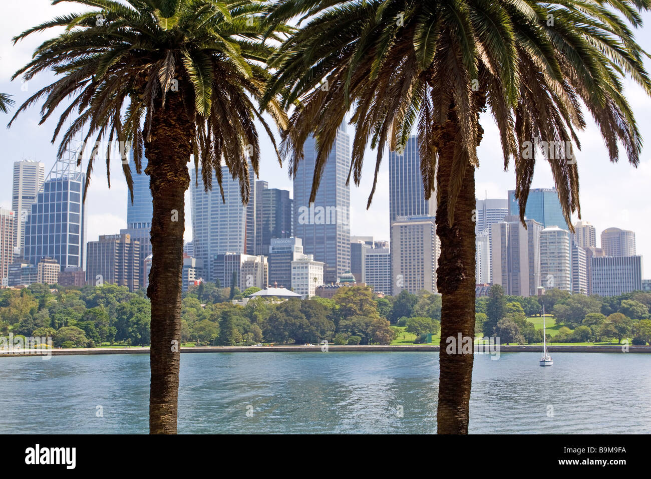 Sydney e palme Foto Stock