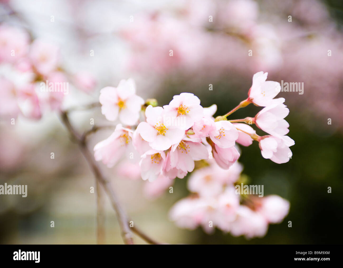 Pianto fiori ciliegio Foto Stock
