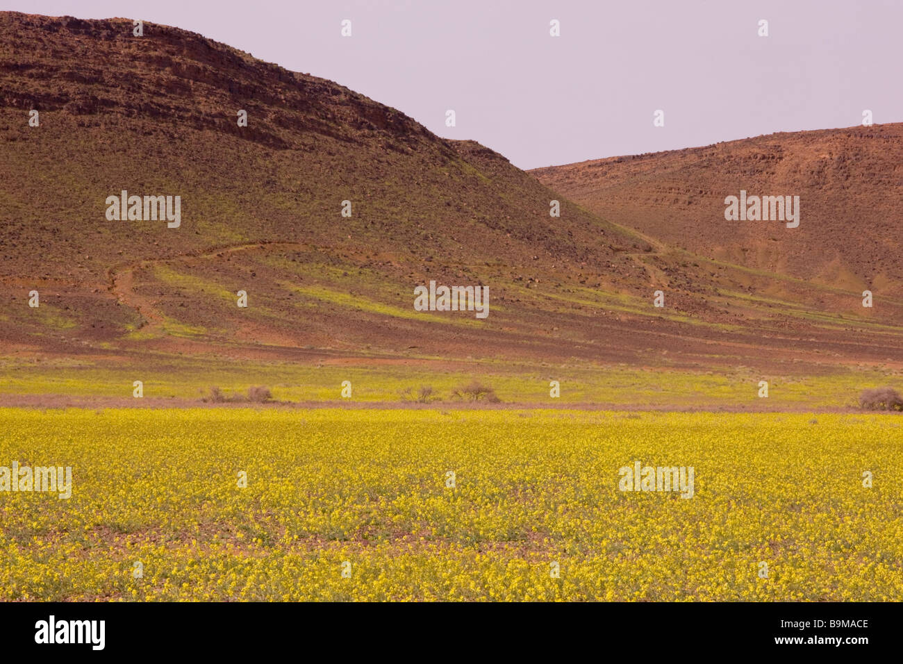 Massa di cavoli giallo senape in Marocco di deserto del Sahara dopo molto bagnato inverno primavera 2009 vicino Erfoud Marocco Foto Stock