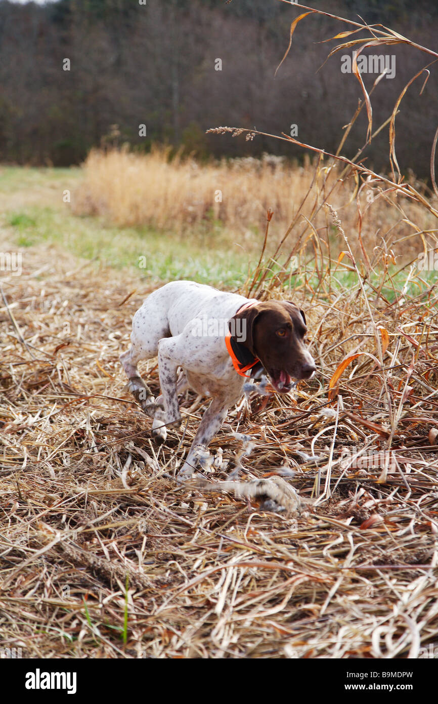 Cane da caccia tedesco pelo corto puntatore lavora su un campo in cerca di selvaggina di penna Foto Stock